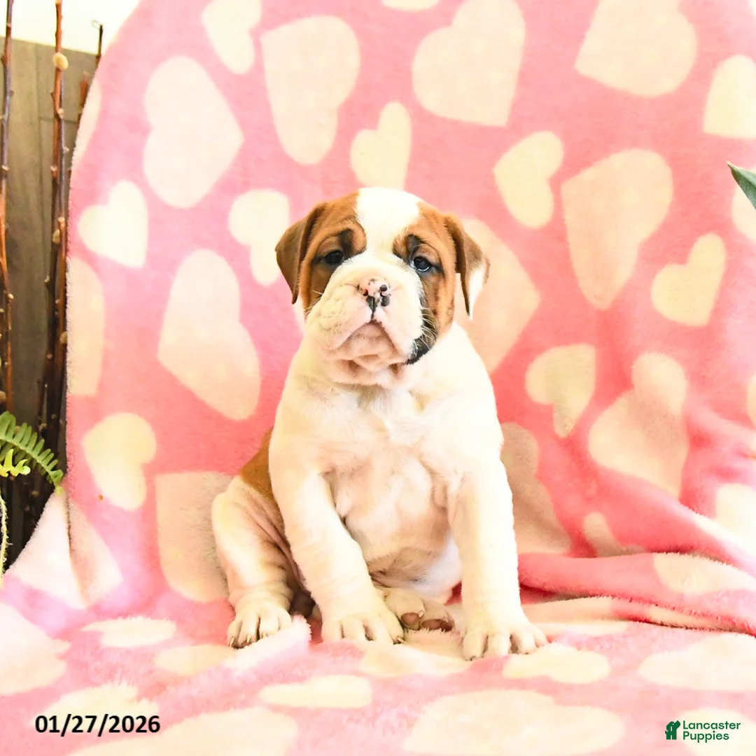 Olde English Bulldogge dogs for sale: Blossom - Ad 3
