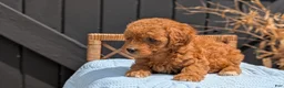 Havapoo dogs for sale: Macy - Ad 6