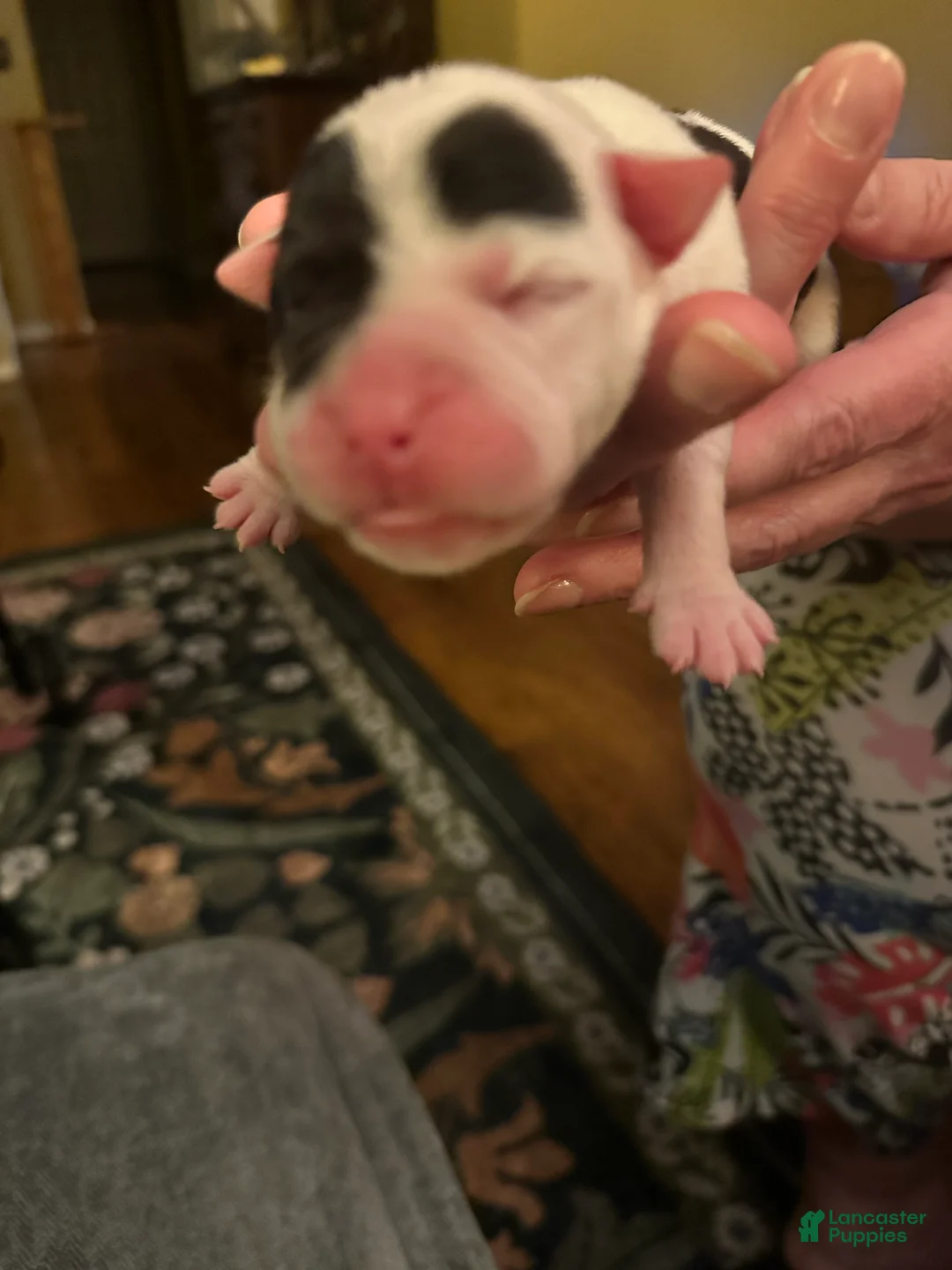 Mixed Breed dogs for sale: English Bulldog Puppy 9 - Ad 2