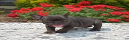 French Bulldog dogs for sale: Feta - Ad 12
