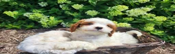 Cavapoo dogs for sale: Panda - Ad 9
