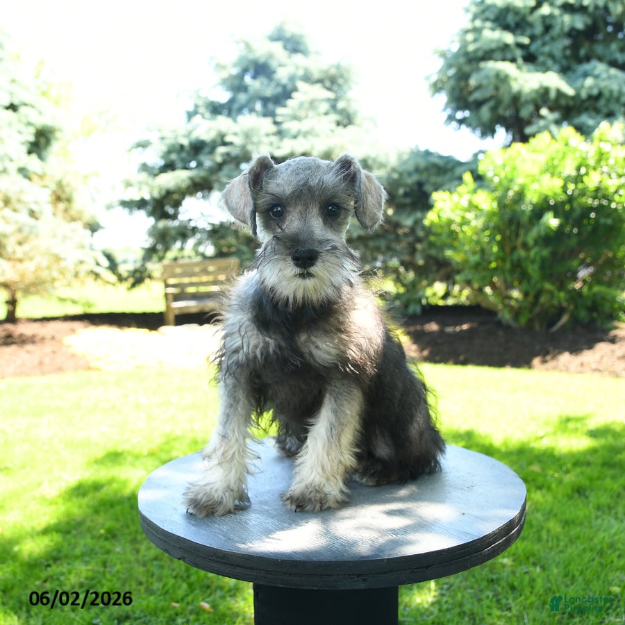 Miniature Schnauzer dogs Lulu - Ad 1