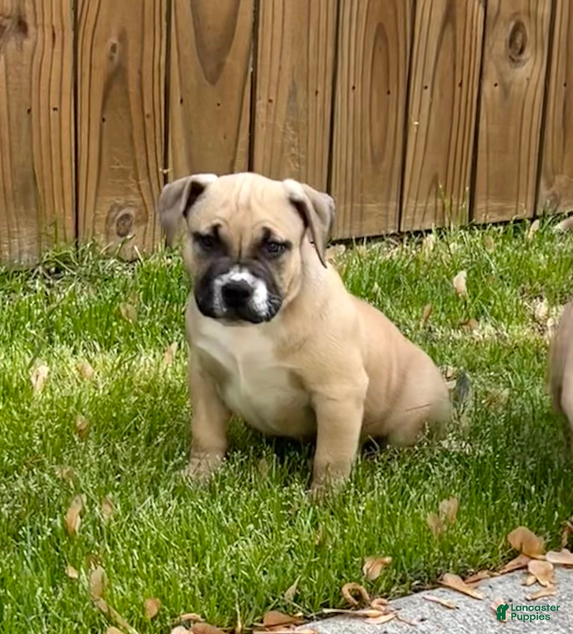 American Bully dogs Negan - Ad 9