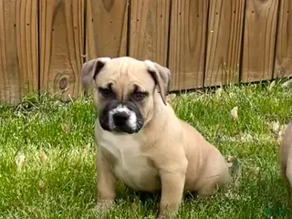 American Bully dogs Negan - Ad 9