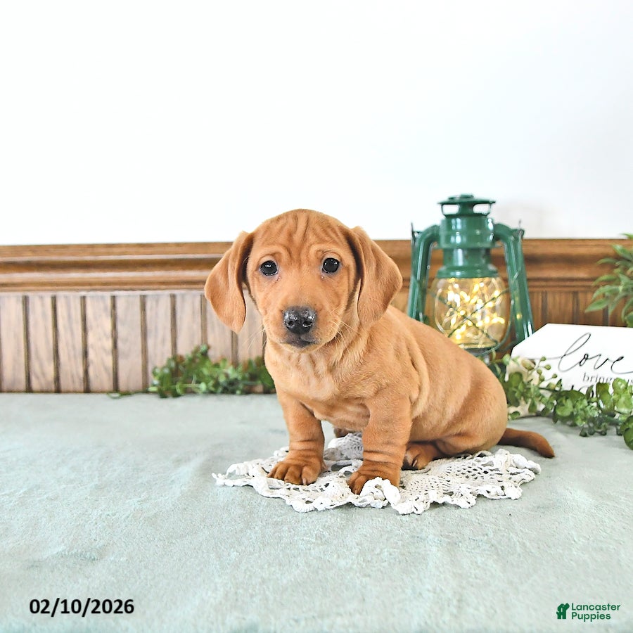 Miniature Dachshund dogs Bandit - Ad 2
