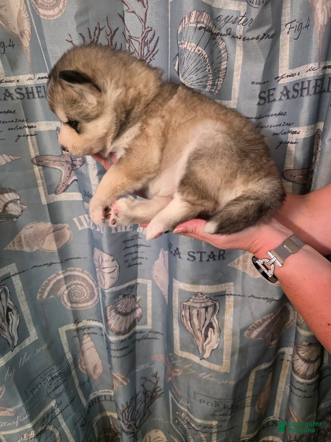 Siberian Husky dogs for sale: Blue - Ad 2