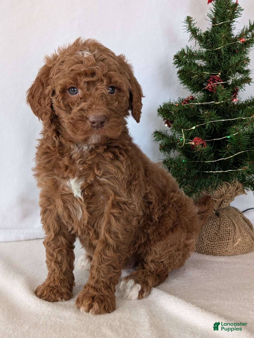 Goldendoodle dogs for sale: Porter  - Ad 11
