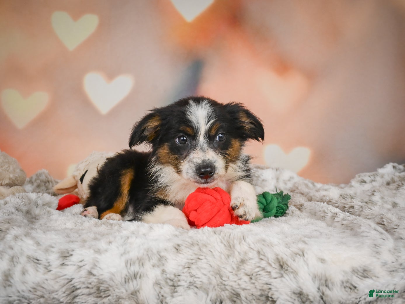Miniature Australian Shepherd dogs Anna - Ad 2