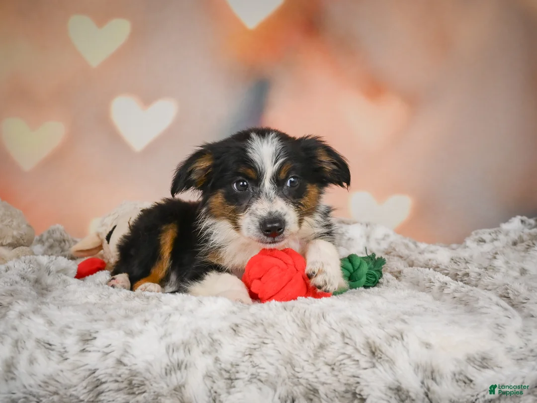 Miniature Australian Shepherd dogs for sale: Anna - Ad 2