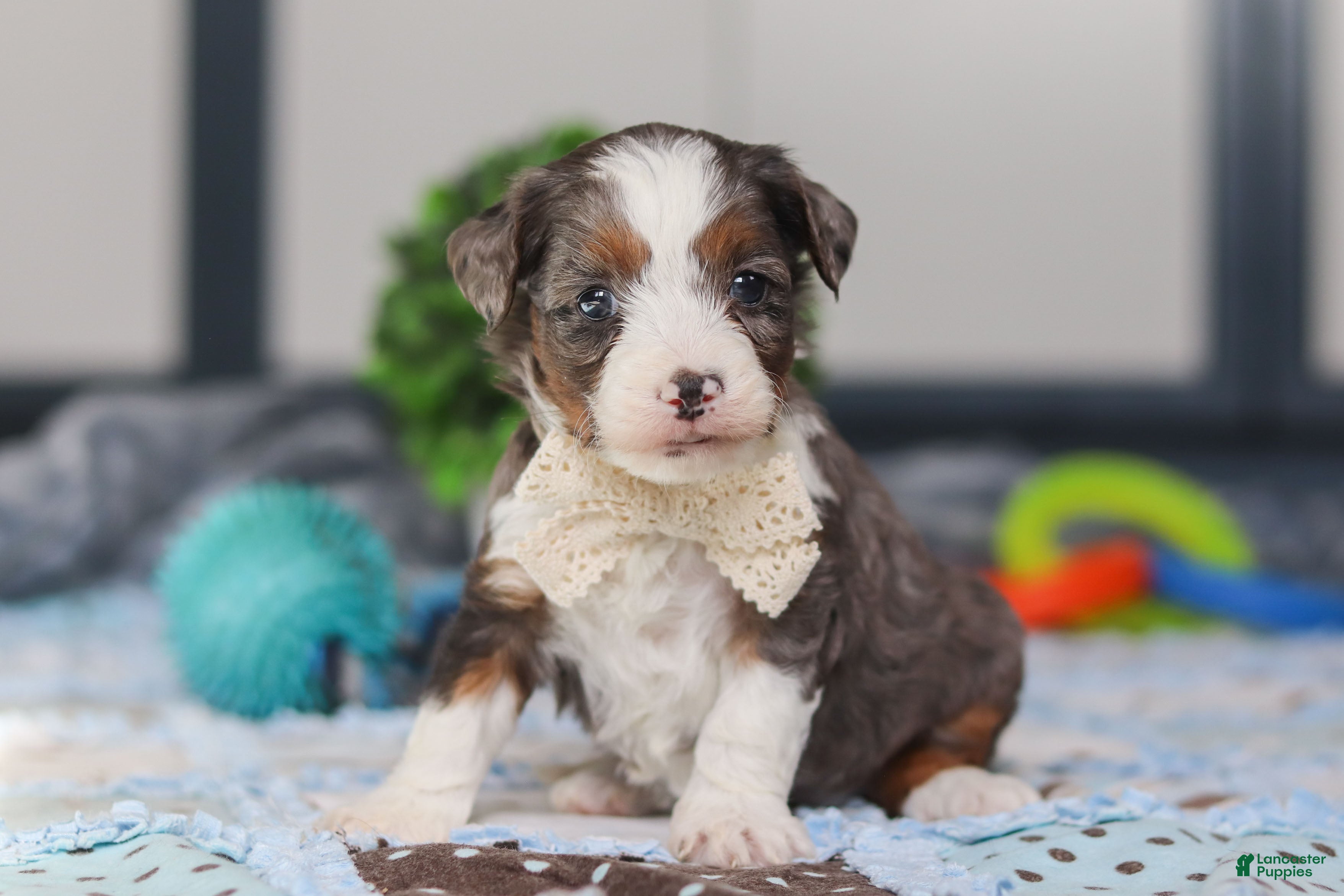 Mini Bernedoodle dogs Porter - Ad 1