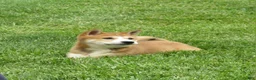 Shiba Inu dogs for sale: Bradon  - Ad 7