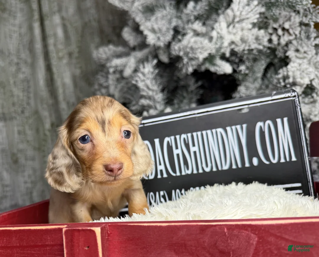 Miniature Dachshund dogs for sale: Bright blue eye - Ad 4