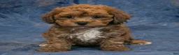 Havapoo dogs for sale: Chief - Ad 3
