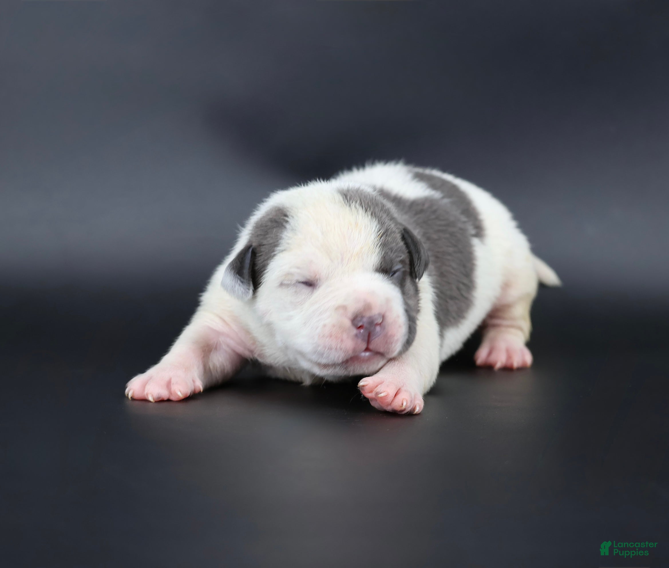 American Bully dogs Lace - Ad 26