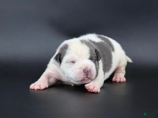 American Bully dogs Lace - Ad 37