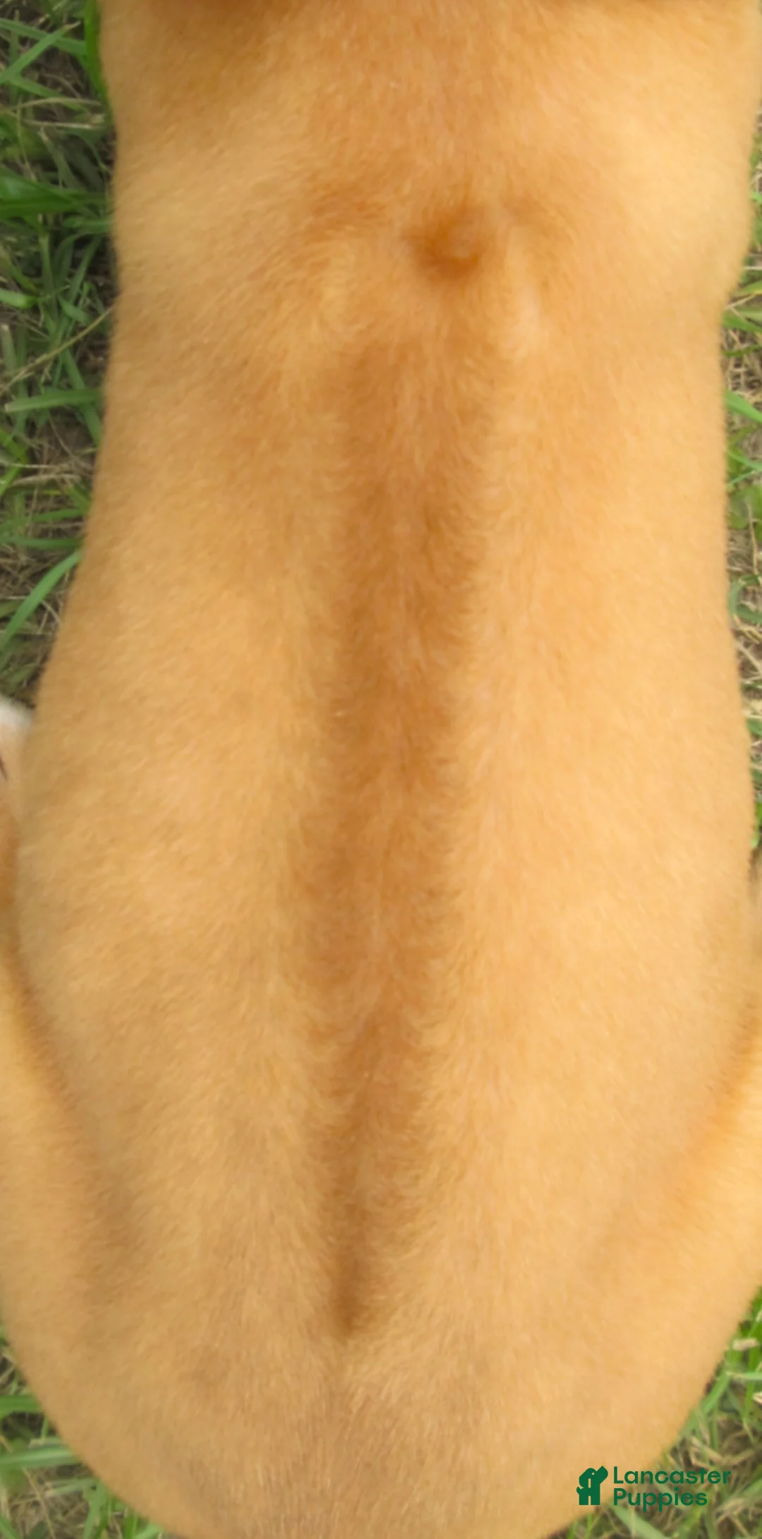 Rhodesian Ridgeback dogs for sale: Rhodesian Ridgeback 2 - Ad 2
