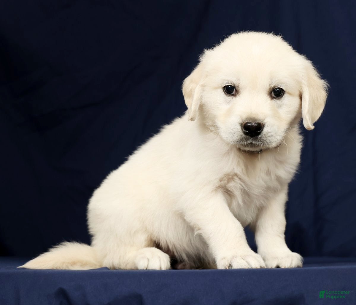 Golden Retriever dogs Tuck - Ad 1