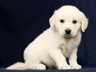 Golden Retriever dogs for sale: Tuck - Ad 4