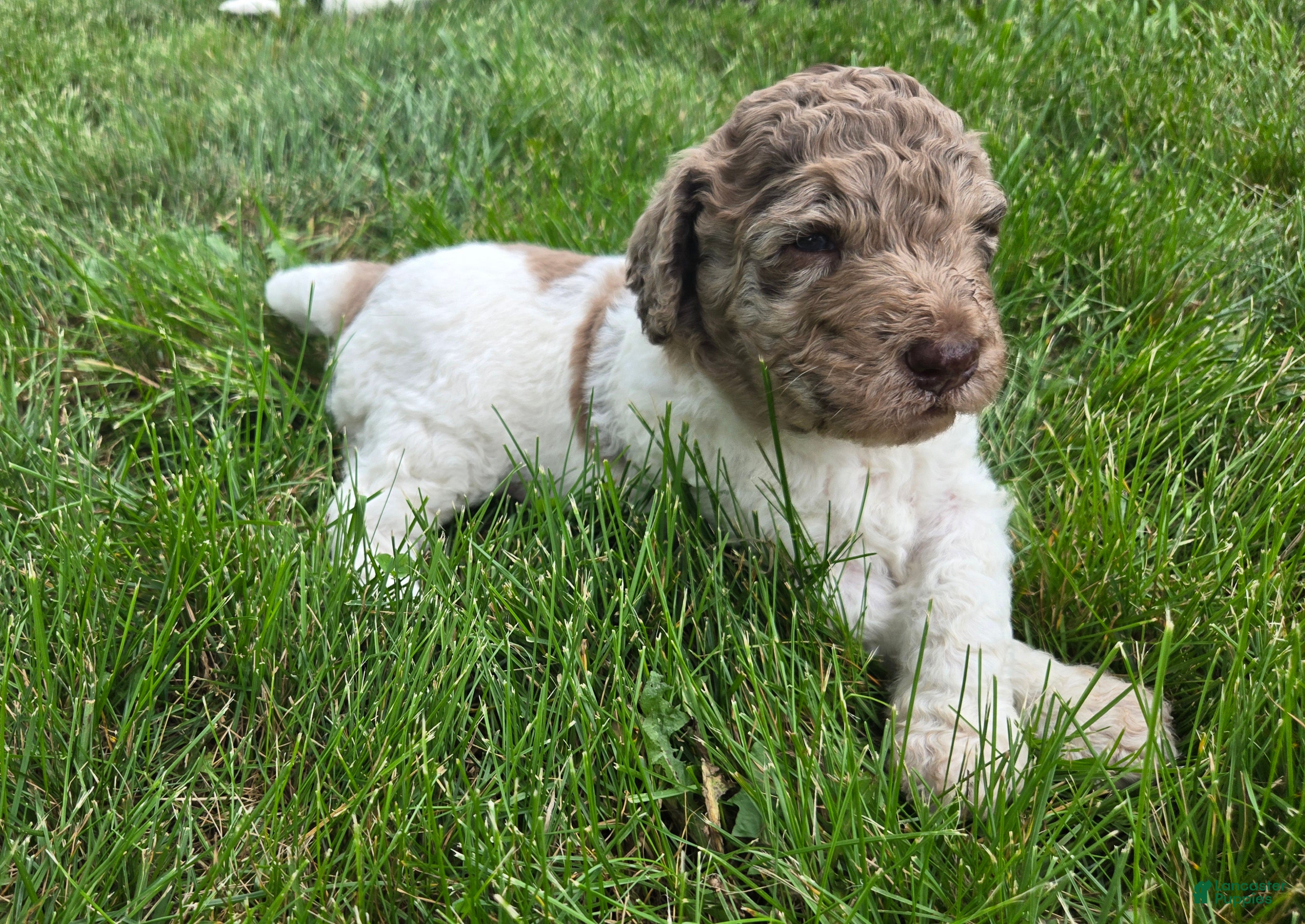 Newfypoo dogs Fanta - Ad 1