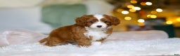 Cavapoo dogs for sale: Holly - Ad 6