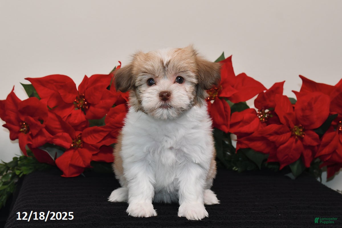Havanese dogs Bailey - Ad 31
