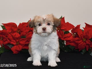 Havanese dogs Bailey - Ad 30