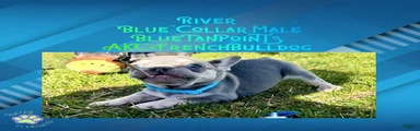 River “Blue”Collar,Male