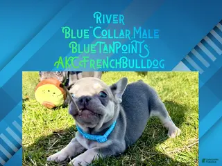 French Bulldog dogs River “Blue”Collar,Male - Ad 11