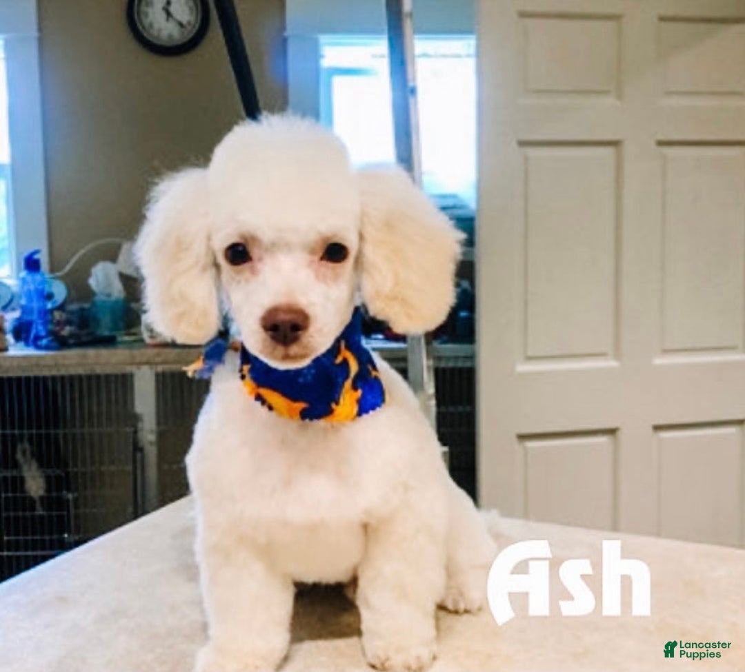 Mixed Breed dogs for sale: Jacob - Ad 4