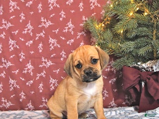 Puggle dogs Jody - Ad 13