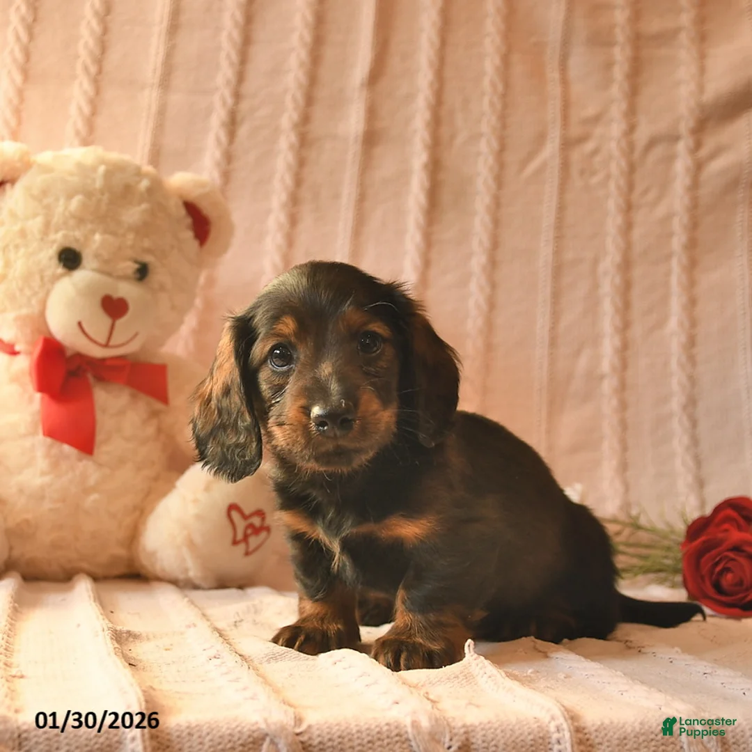 Miniature Dachshund dogs for sale: Jett  - Ad 5
