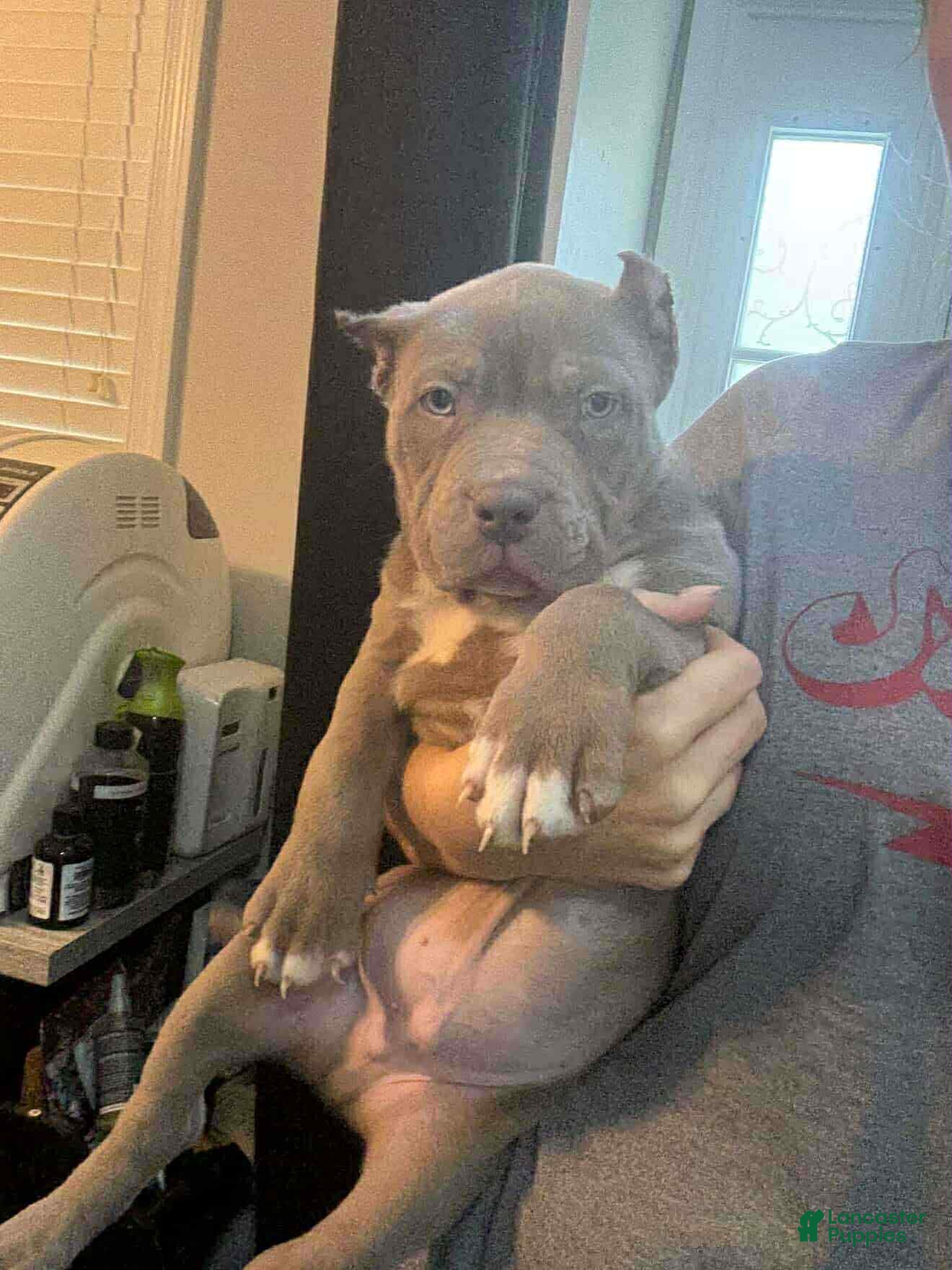 American Bully dogs XL American Bully Puppy 2 - Ad 38