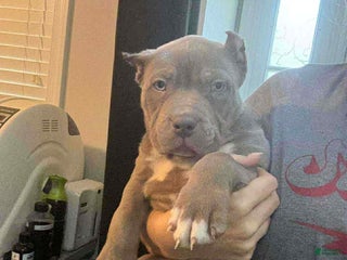 American Bully dogs XL American Bully Puppy 2 - Ad 36