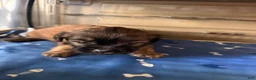 French Bulldog dogs for sale: Fluffy French Bulldog 1 - Ad 2