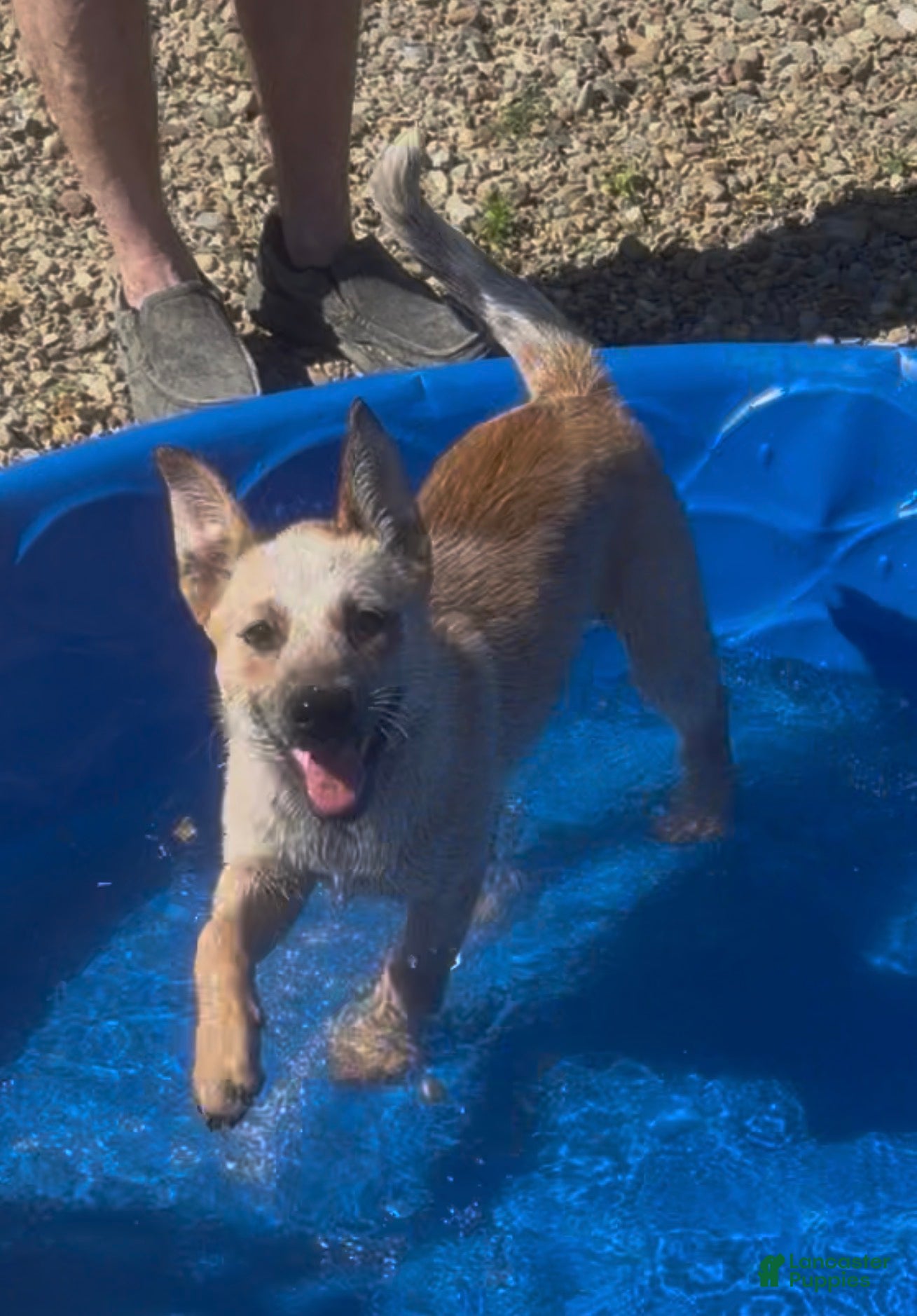 Australian Cattle Dog dogs Bella Bear - Ad 1