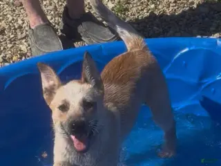 Australian Cattle Dog dogs Bella Bear - Ad 35