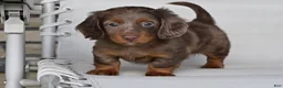 Miniature Dachshund dogs for sale: AKC Rowdy - Ad 3
