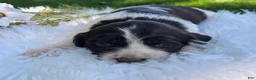 English Springer Spaniel dogs for sale: Daphne - Ad 2