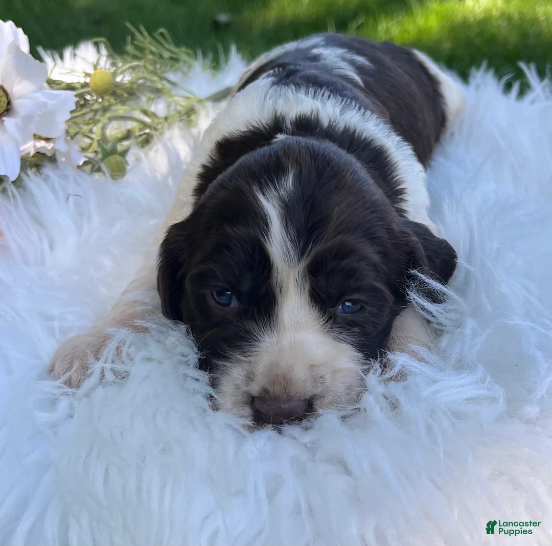 English Springer Spaniel dogs for sale: Daphne - Ad 2