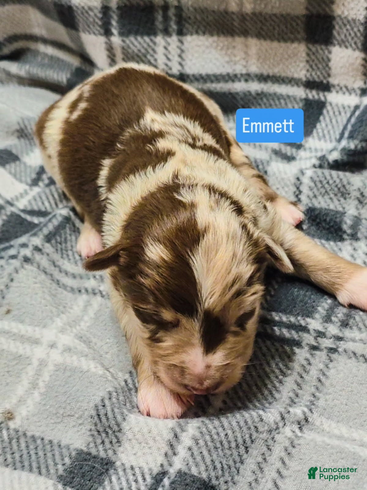 Australian Shepherd dogs Emmett - Ad 1