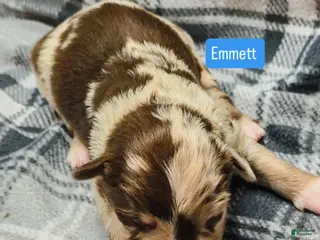 Australian Shepherd dogs for sale: Emmett - Ad 4