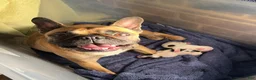 Mixed Breed dogs for sale: Skittles - Ad 7