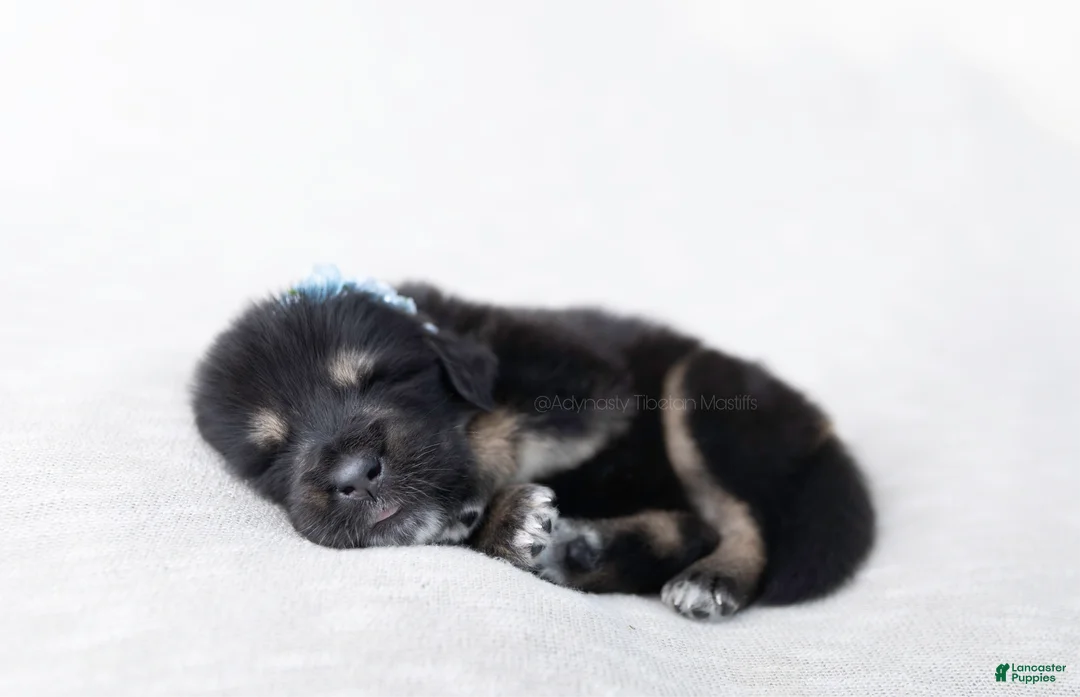 Tibetan Mastiff dogs for sale: Tibetan Mastiff Puppy | Yellow Girl - Ad 7