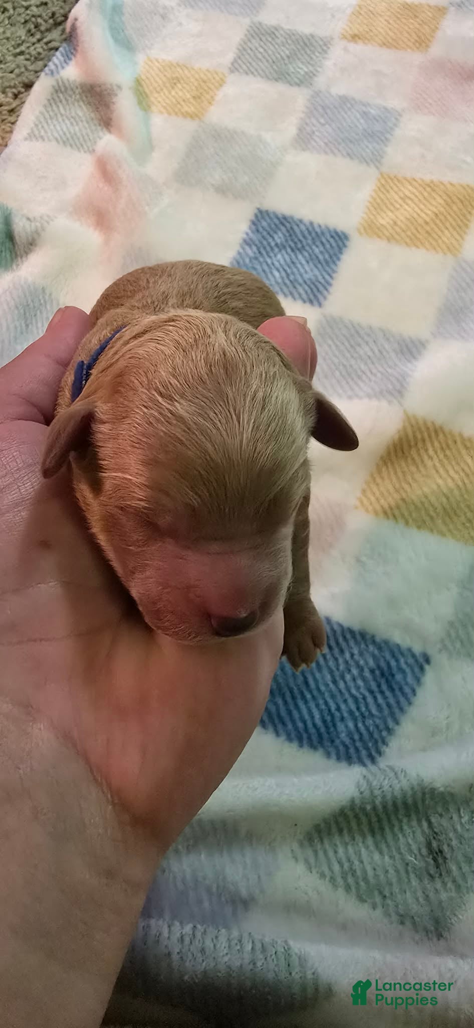 Mini Goldendoodle dogs for sale: Rocco  - Ad 2