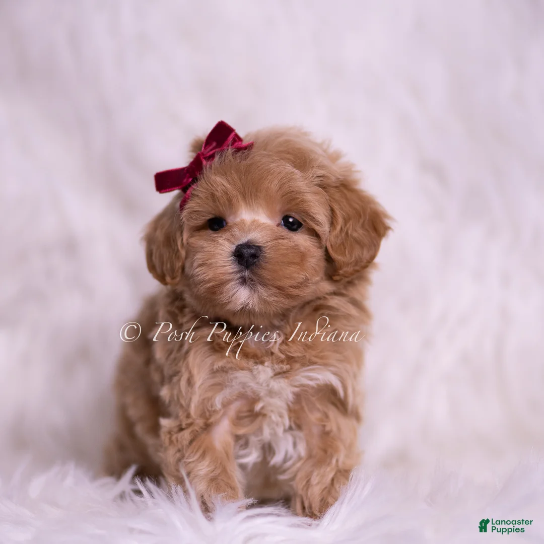 Maltipoo dogs for sale: Abbie - Ad 1