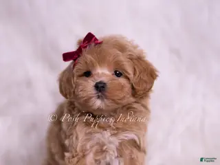 Maltipoo dogs Abbie - Ad 8