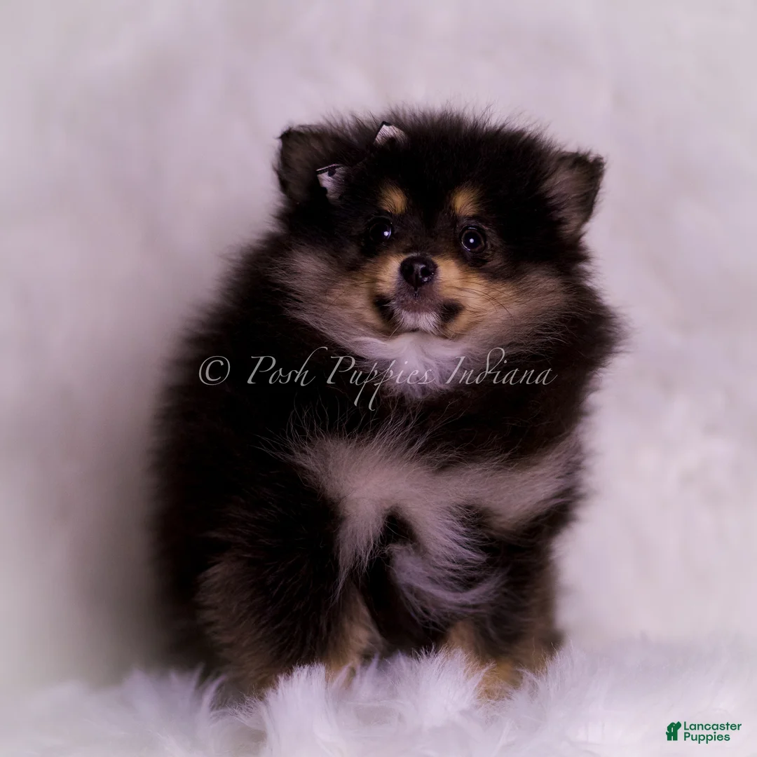 Pomeranian dogs for sale: Buzzie - Ad 7