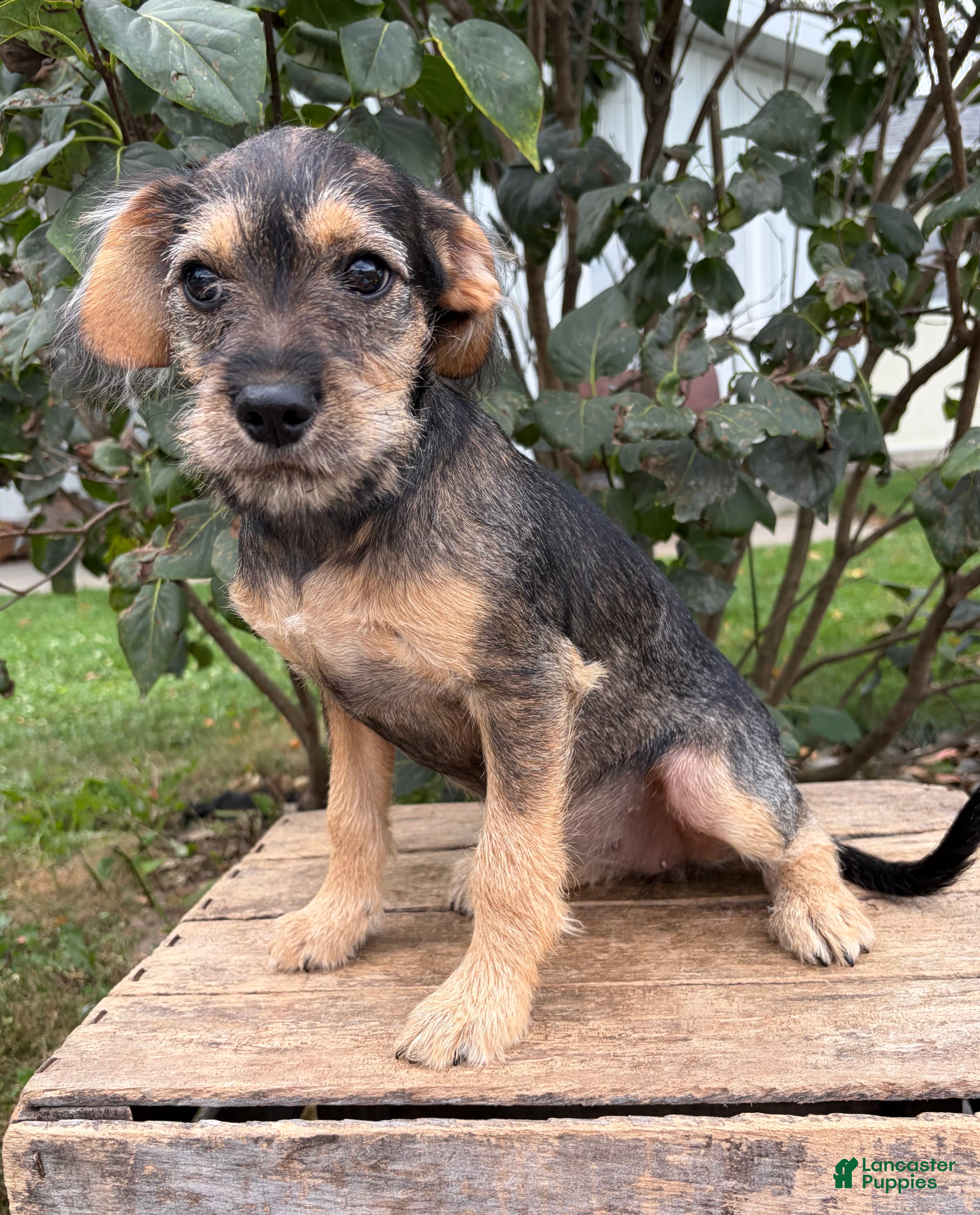 Schnoodle dogs Tilly - Ad 1