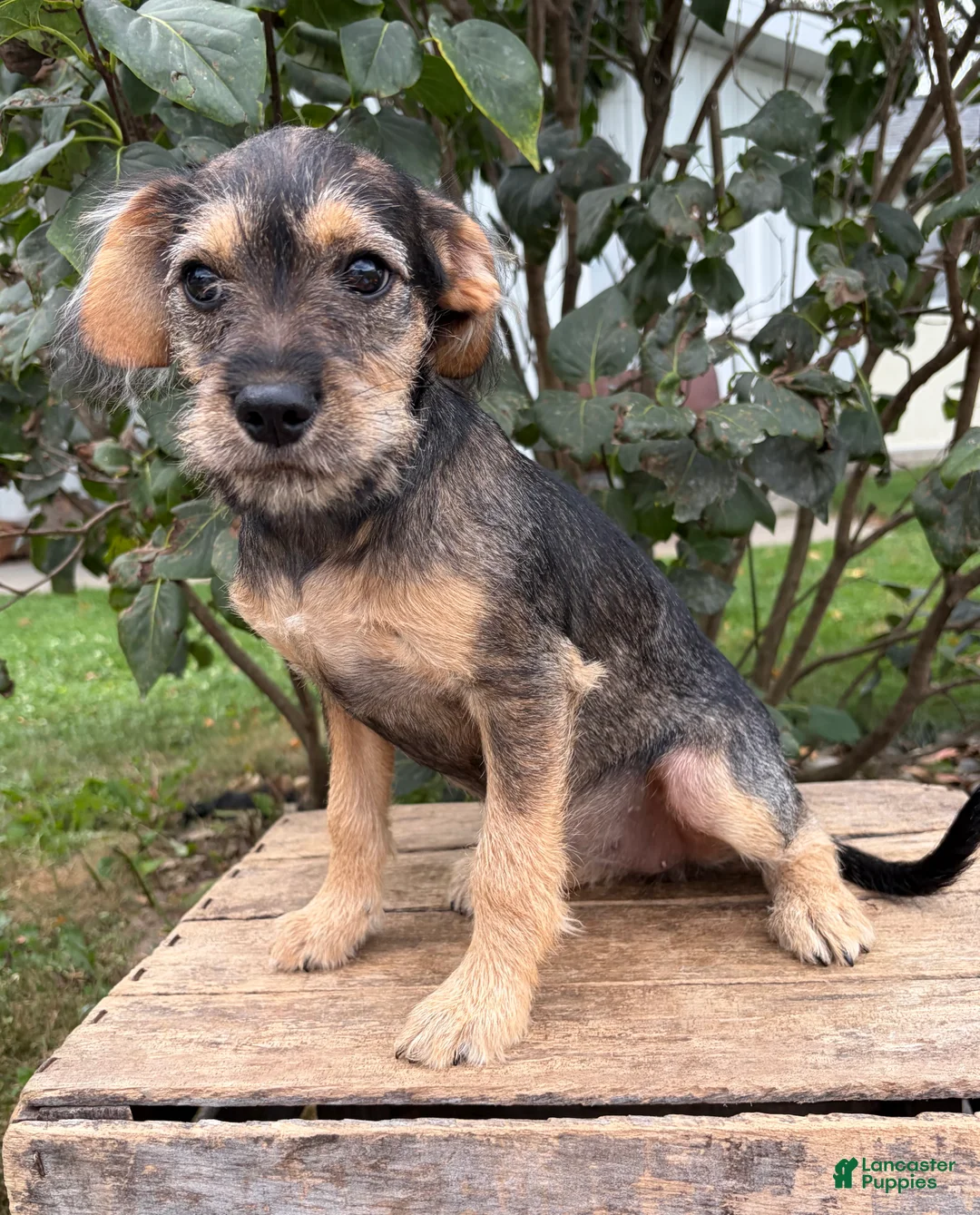 Schnoodle dogs for sale: Tilly - Ad 1