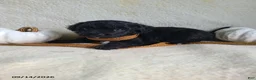 Lhasapoo dogs for sale: Coke - Ad 3